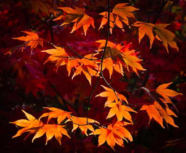 'Backlit Autumn Acer' by Helen Jones